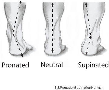 5.8.Pronation.Normal
