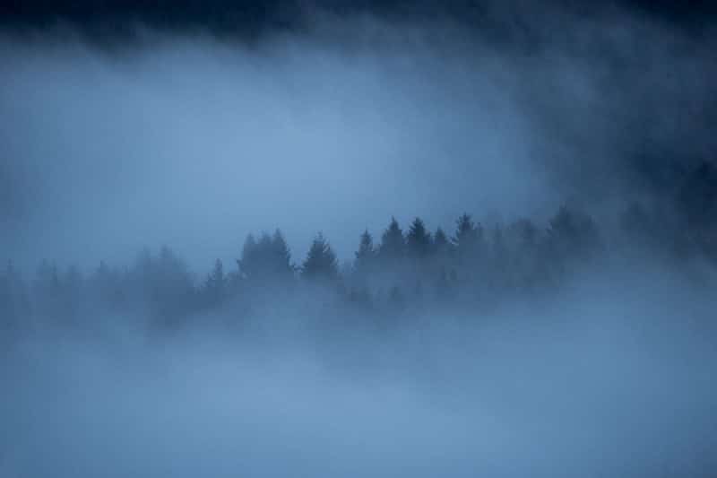 Ardenne Sauvage