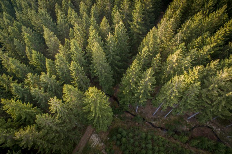 Ardenne Sauvage