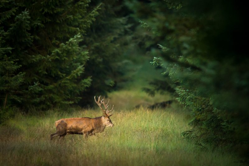 Ardenne Sauvage
