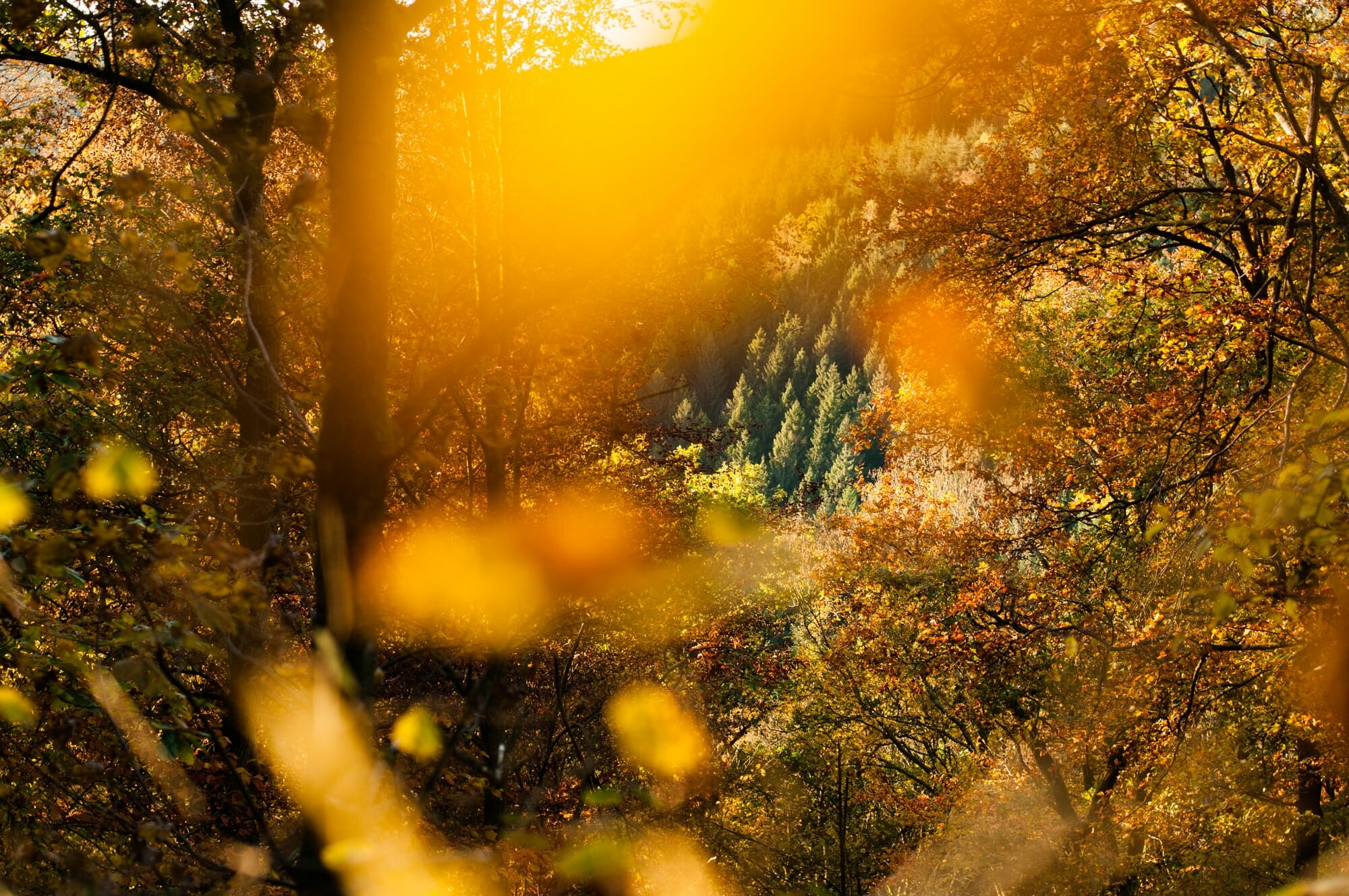 Ardenne mystérieuse