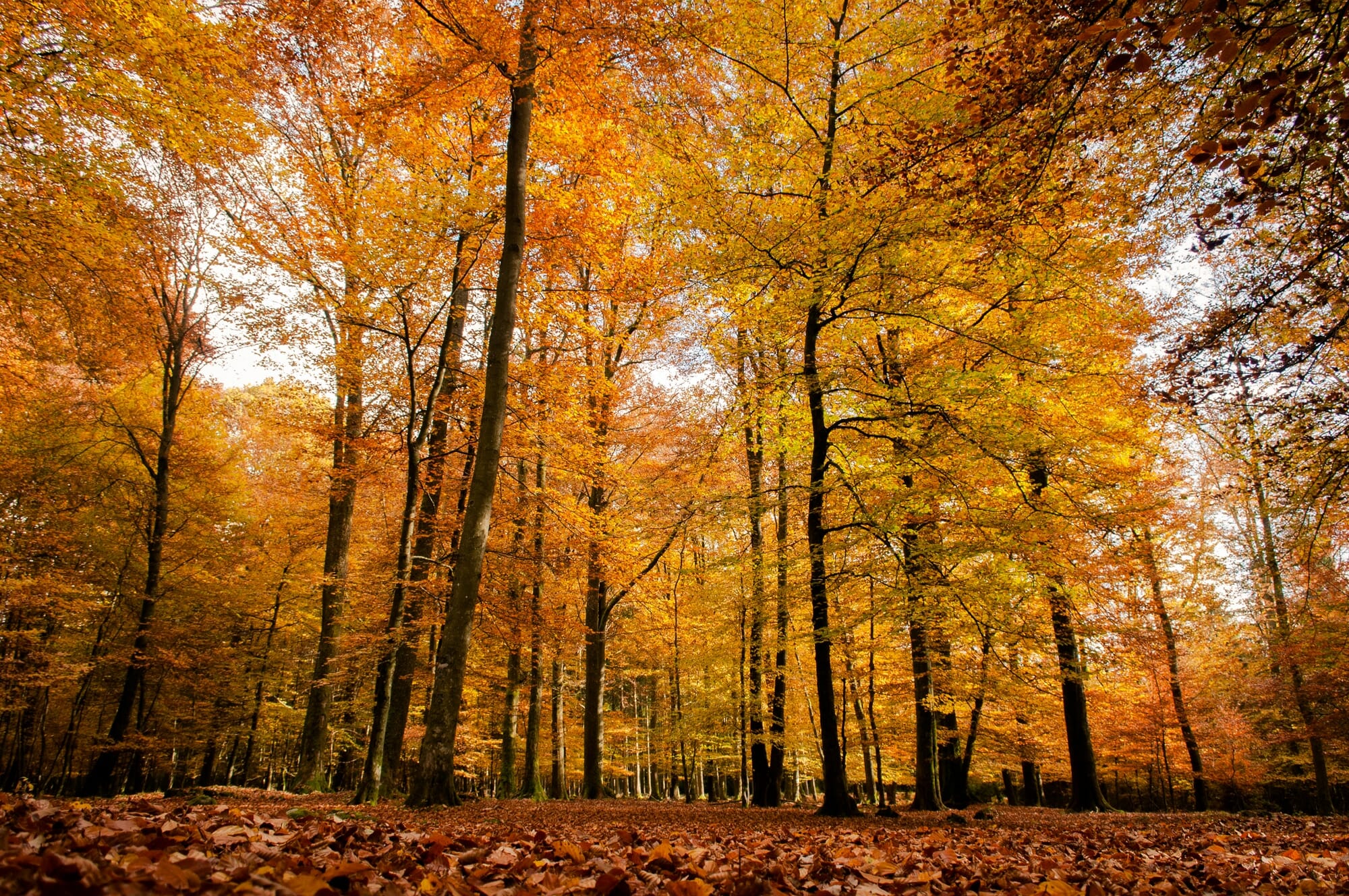 Ardenne mystérieuse