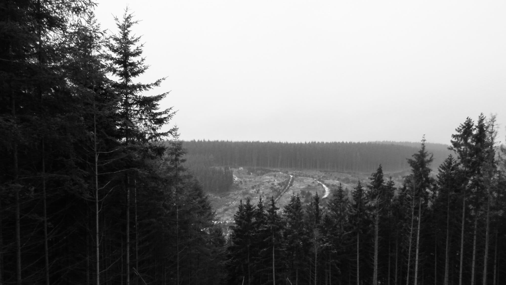 Loup en Ardenne