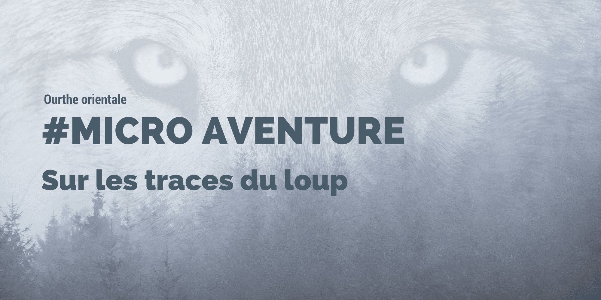 Loup en Ardenne