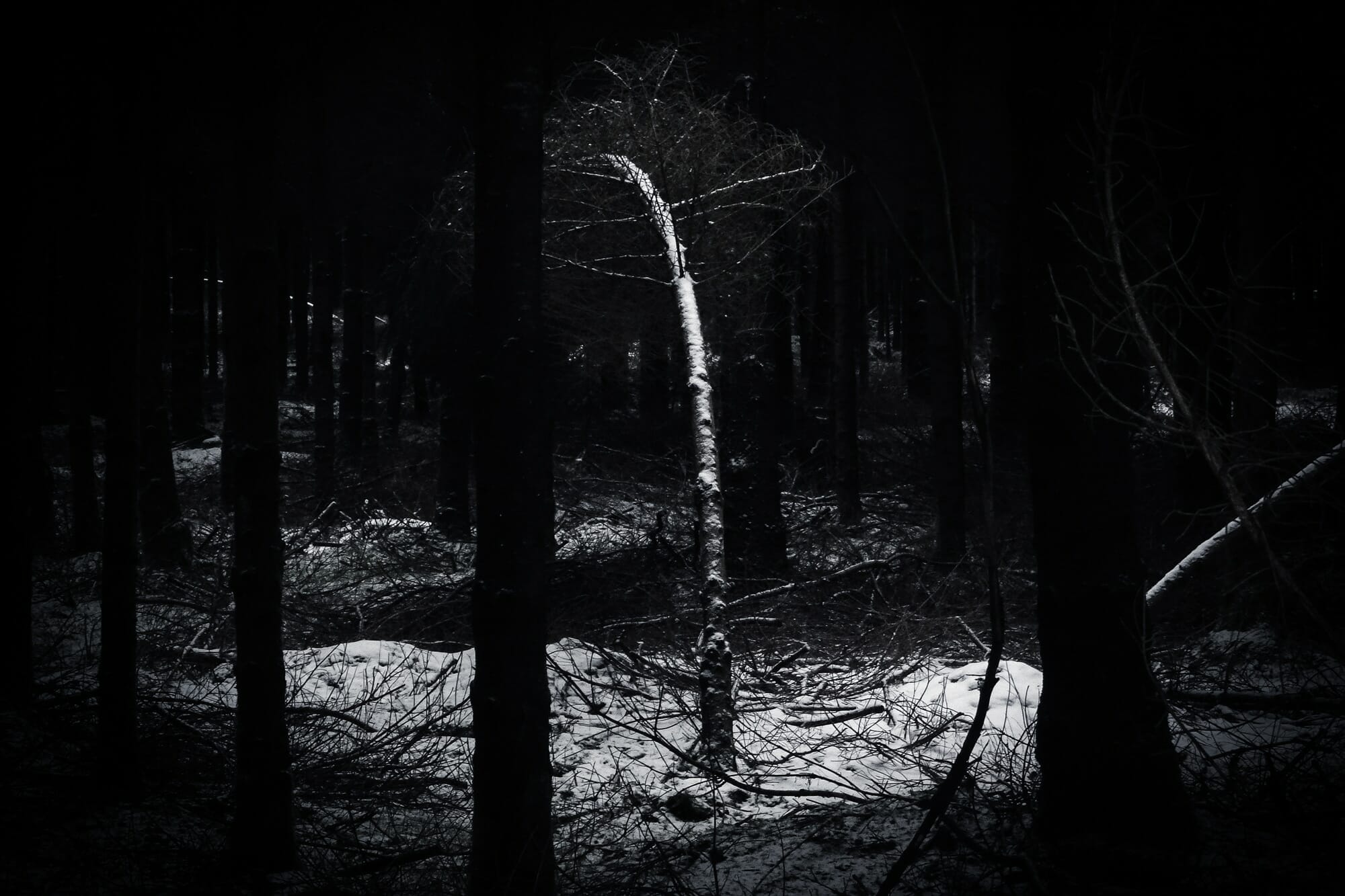 loup en ardenne