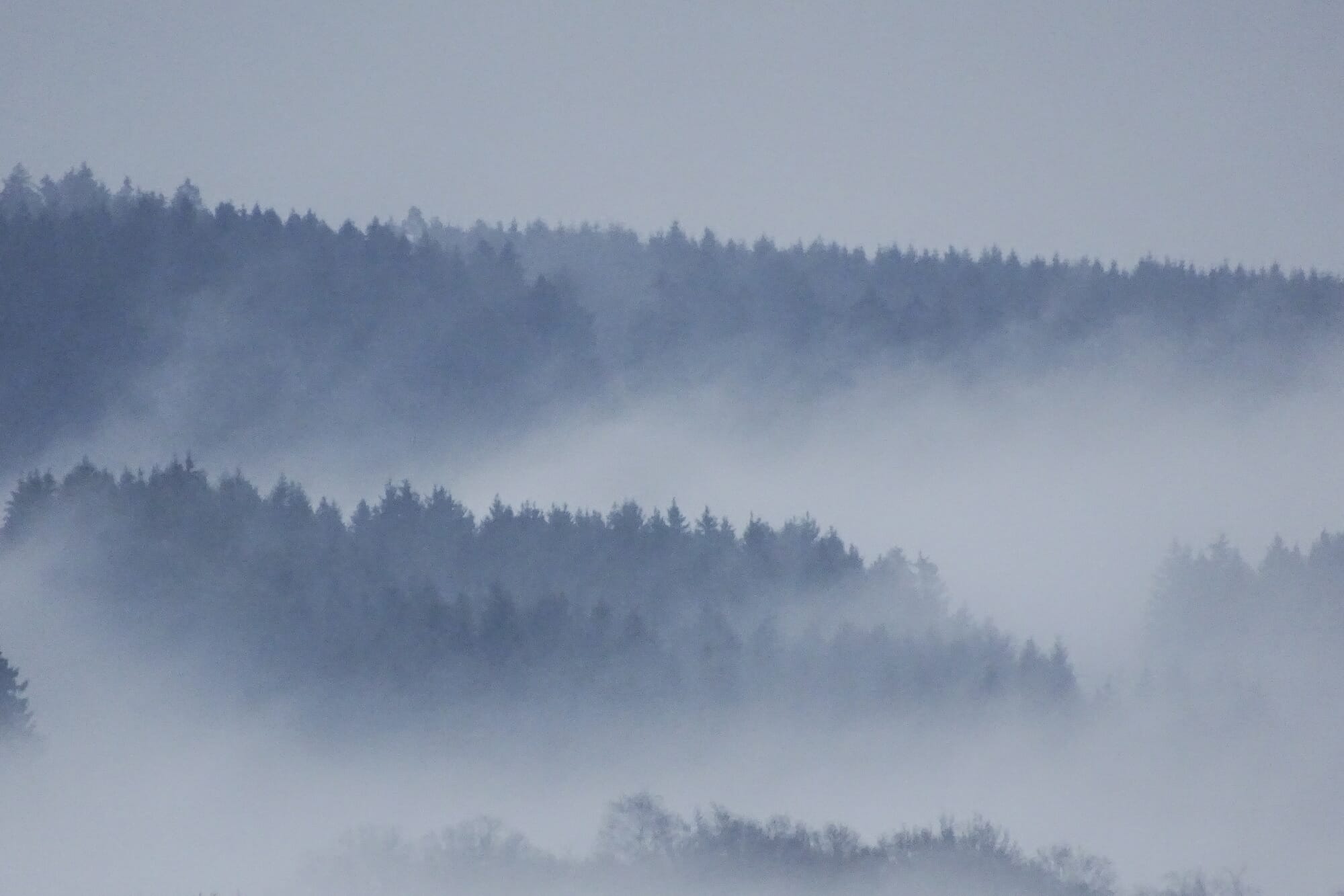 Loup en Ardenne