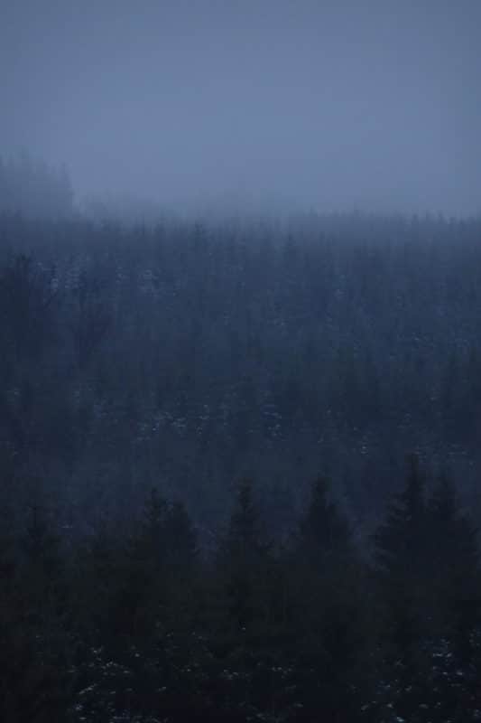 Loup en Ardenne