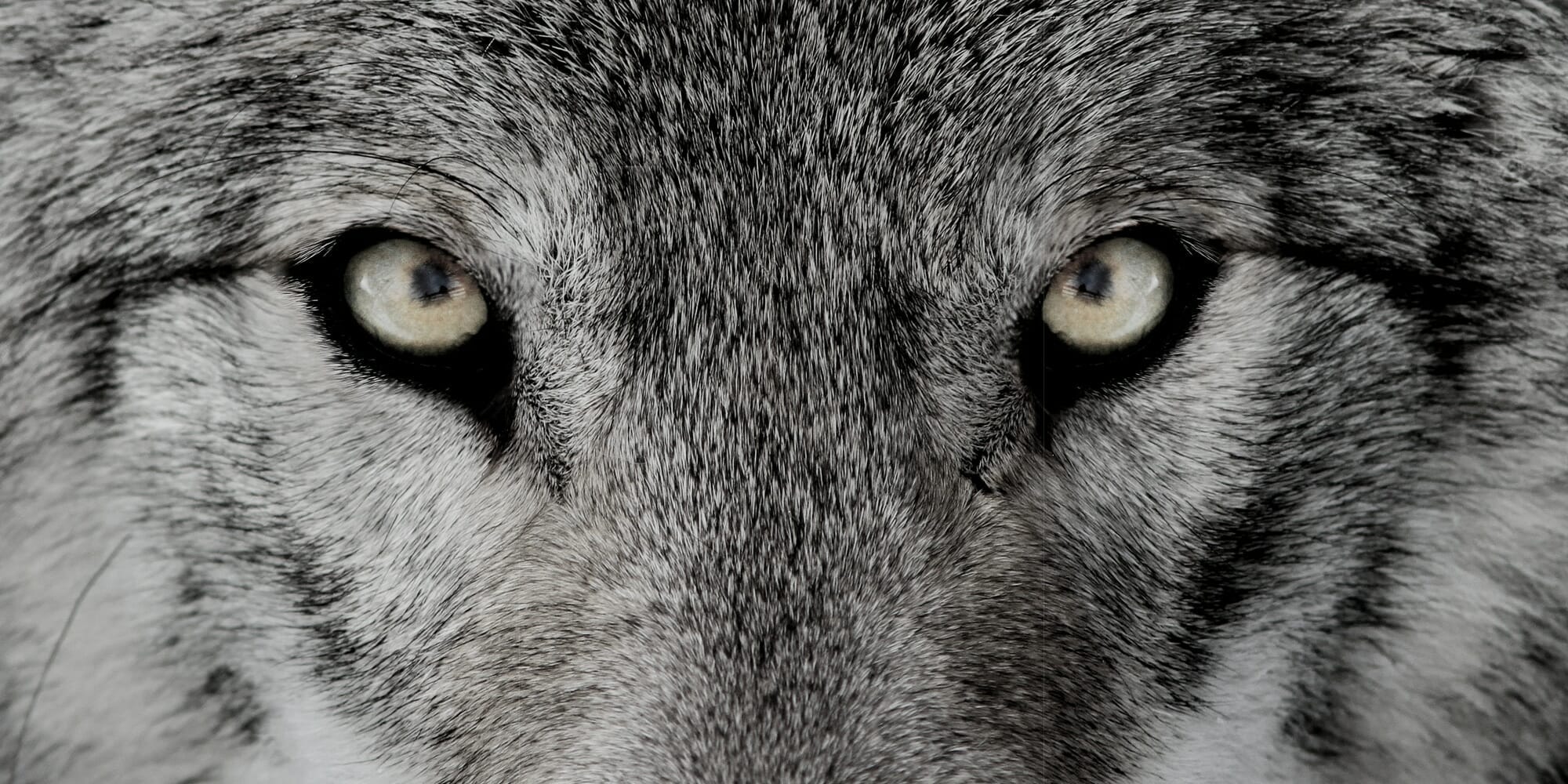 loup en ardenne