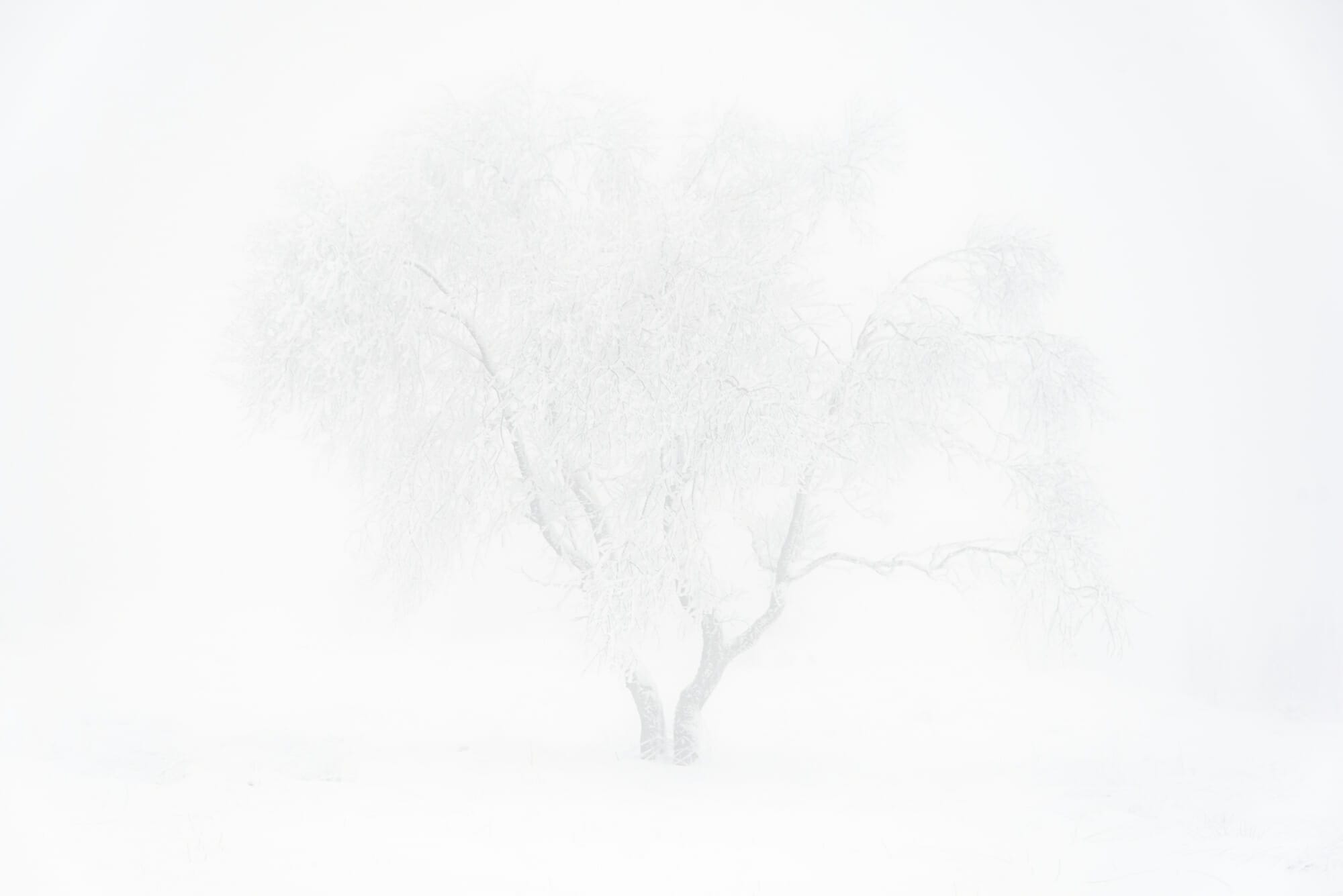 Bivouac hivernal dans les Hautes Fagnes