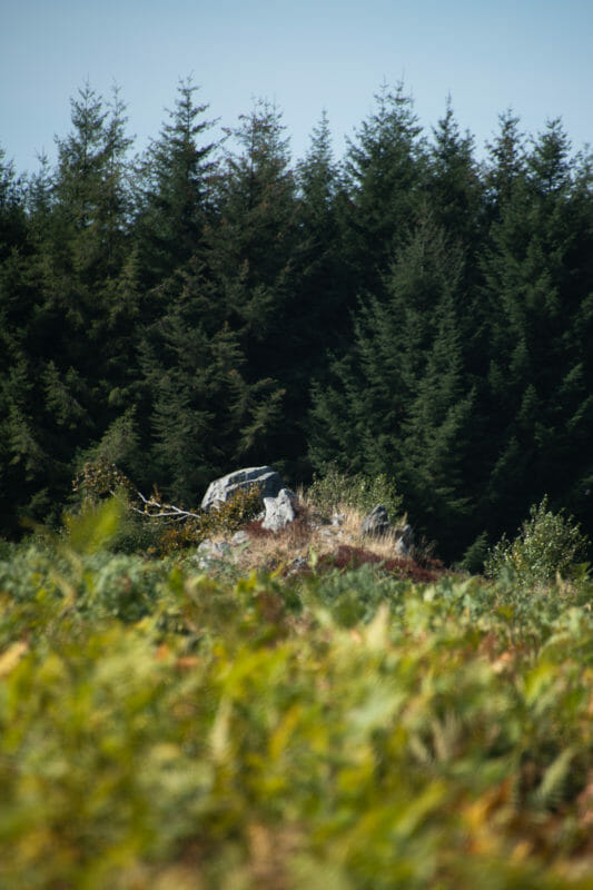 Rando et Bivouac en Ardenne sur le Plateau des Tailles
