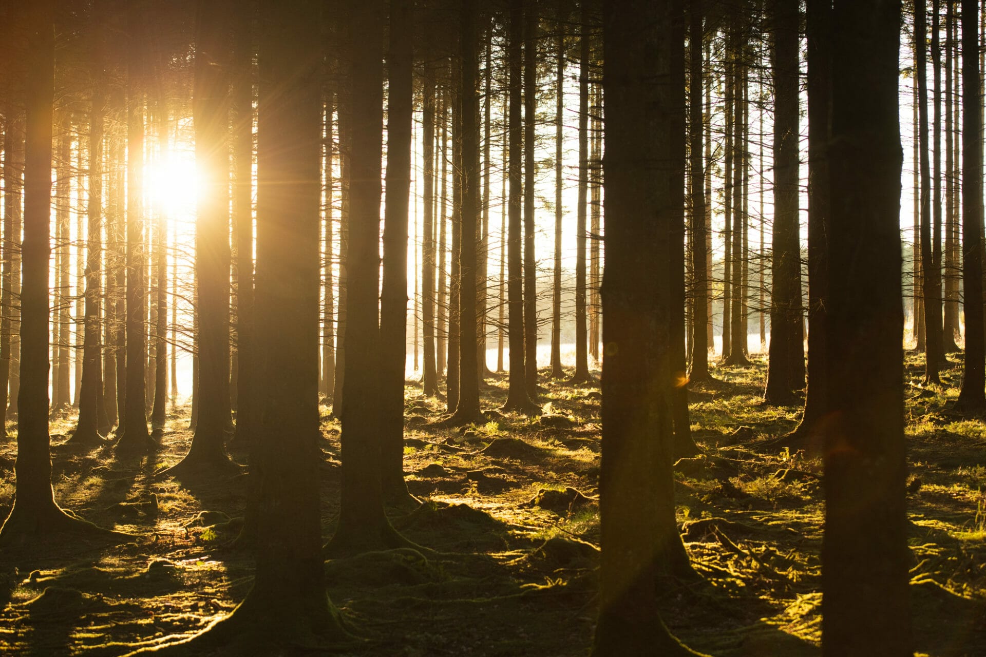 Rando et Bivouac sur le Plateau des Tailles - Sentiers du Phoenix