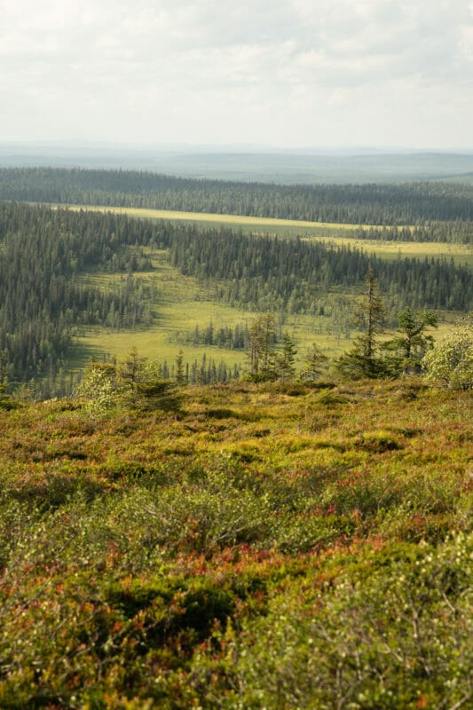 Randonnée dans le parc national de Riisitunturi, randonner dans les parcs nationaux finlandais, Bivouaquer au coeur de la forêt laponne