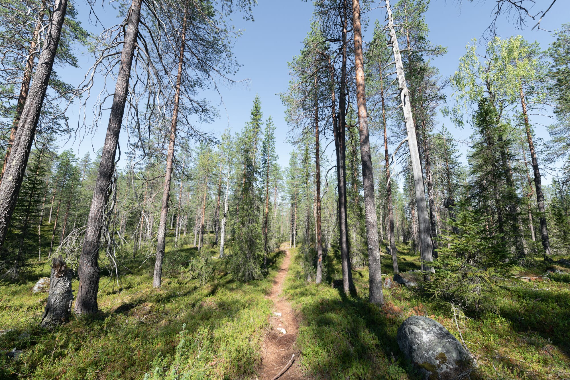 Forêt dans le parc national de Hossa en Laponie finlandaise