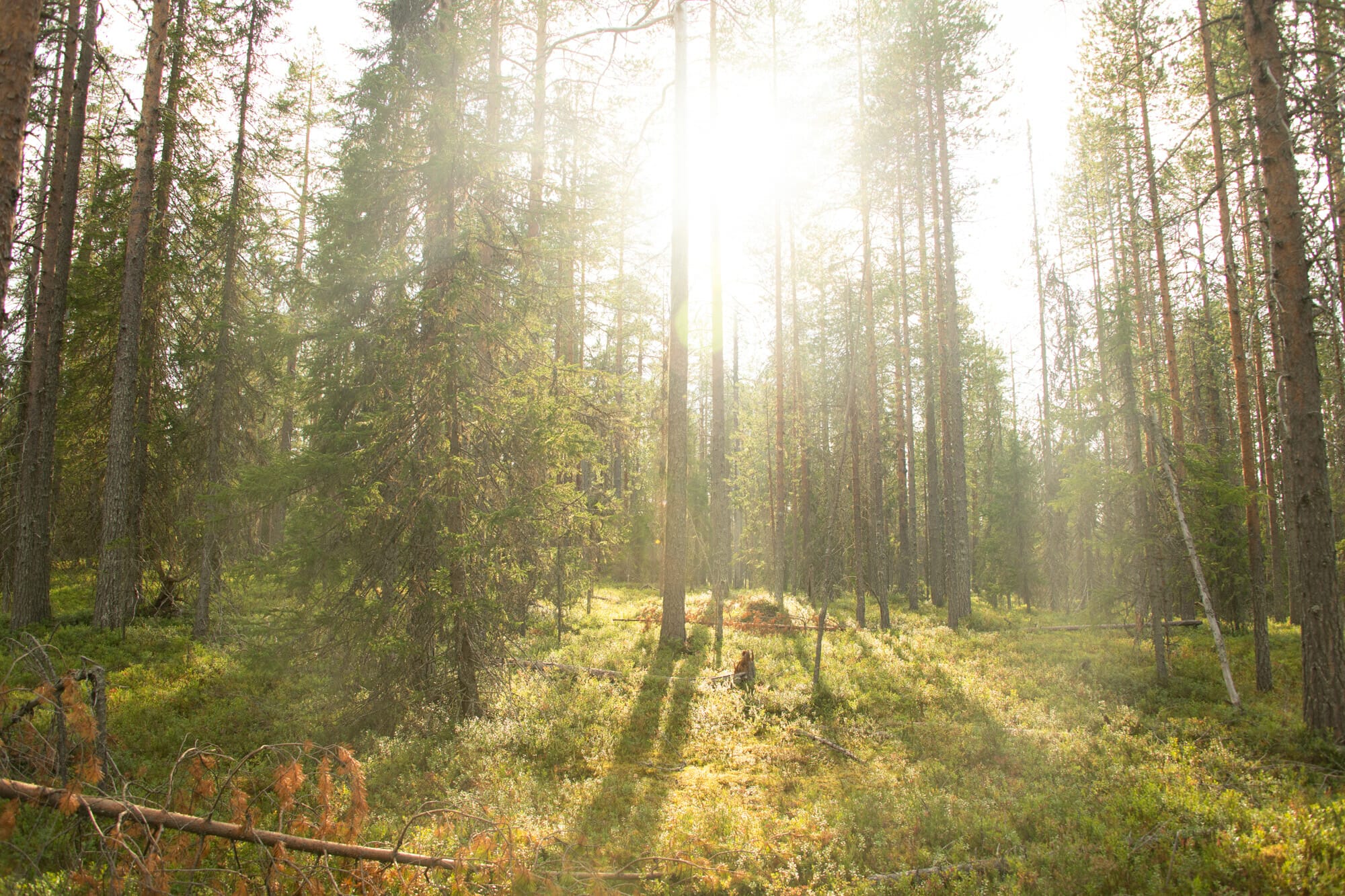 Soleil dans une forêt en Laponie finlandaise