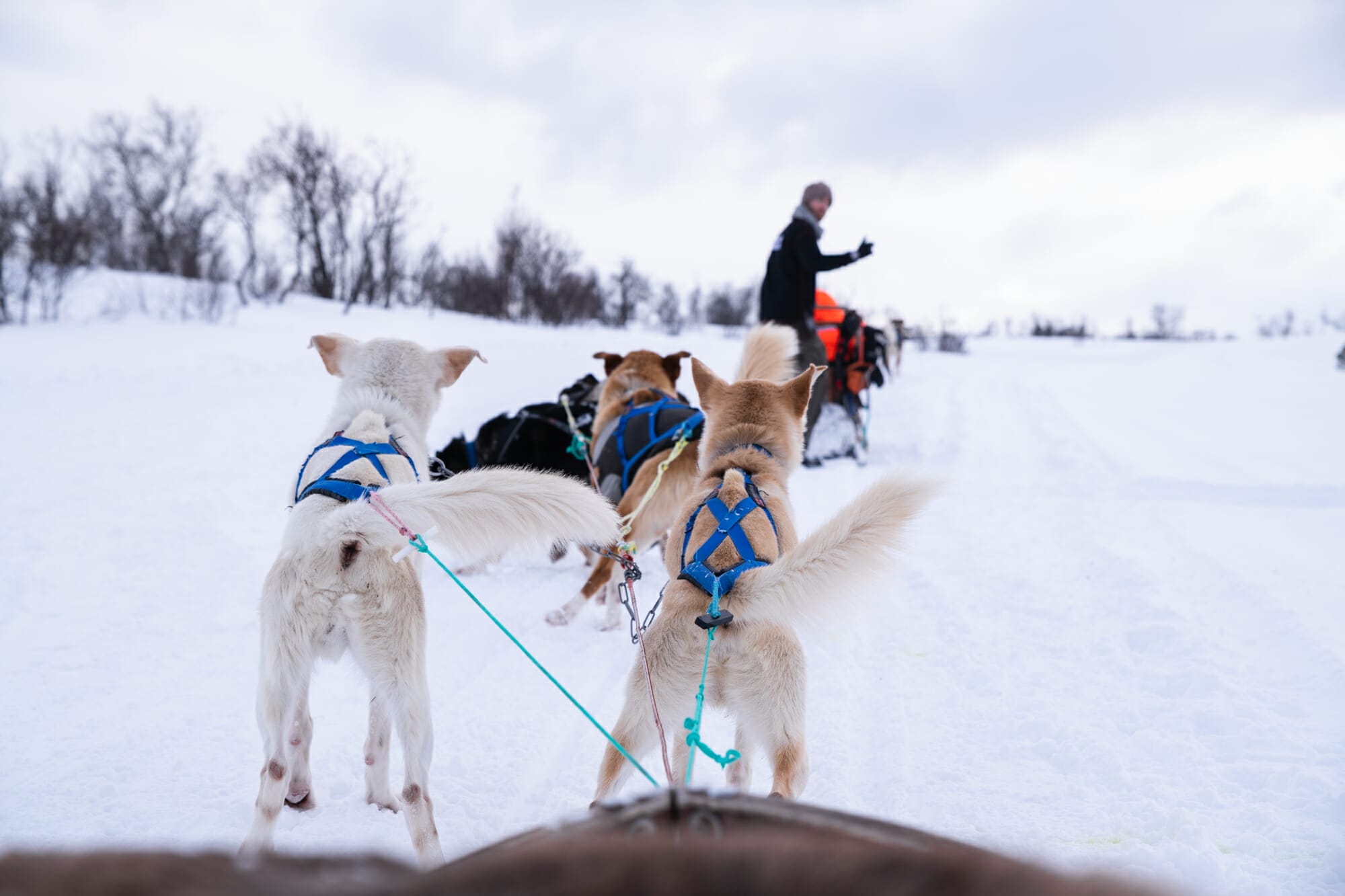 chien de traineau Norvège du Nord