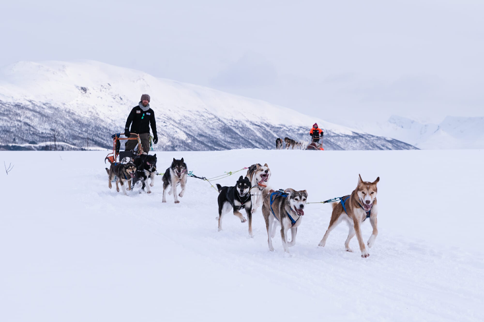 Chien et traineau près de Tromsø 