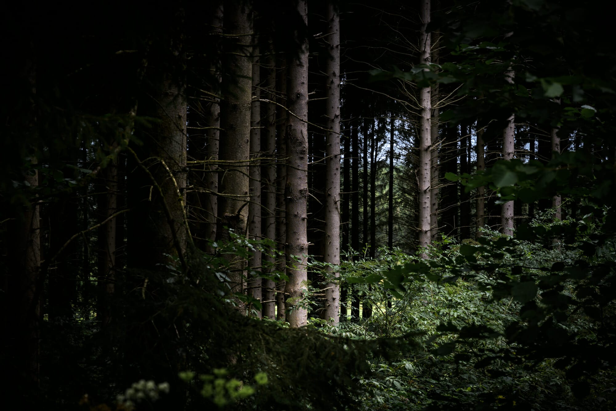 Sombre forêt d'Ardenne en Province de Namur