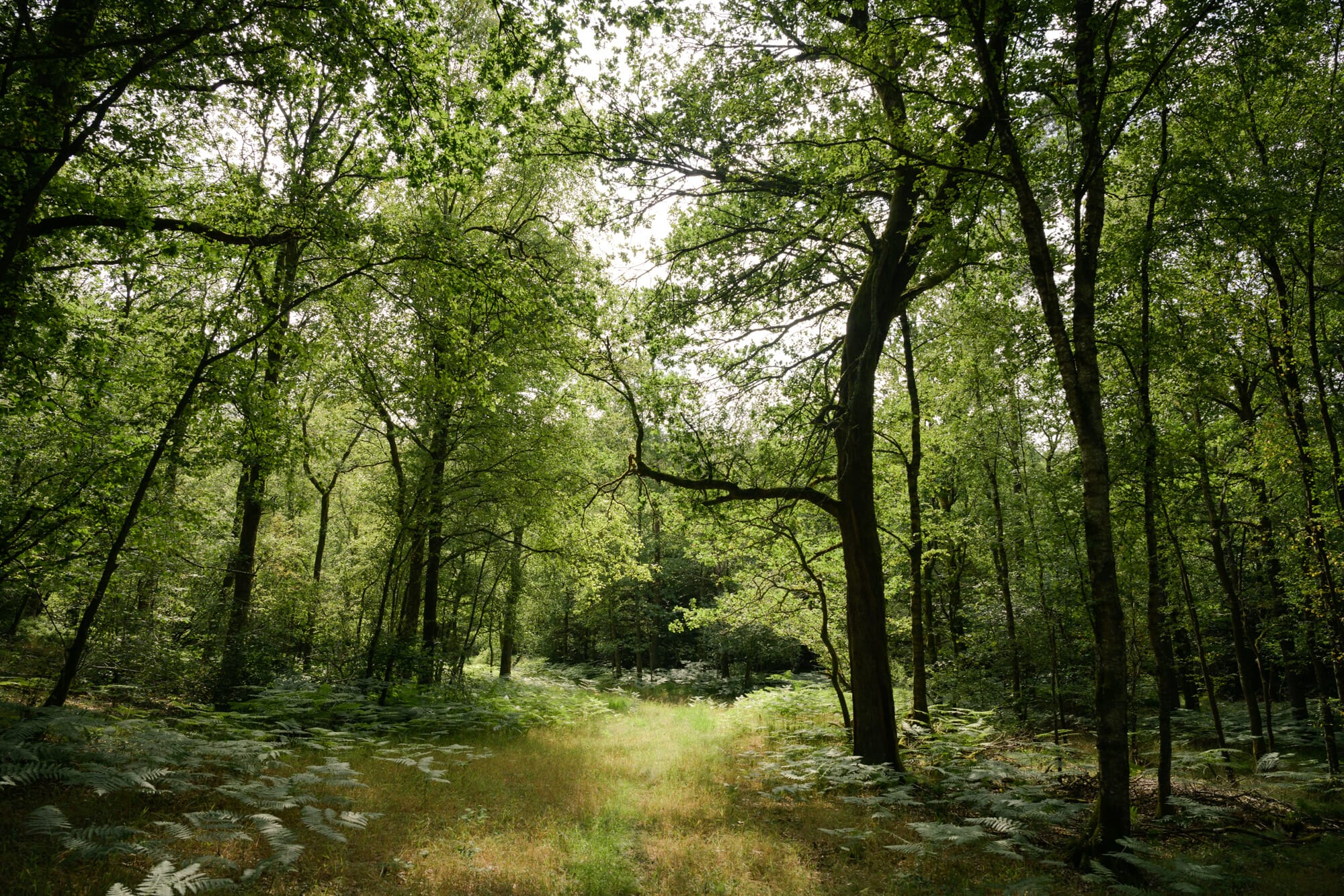 Forêt d'Ardenne en Province de Namur
