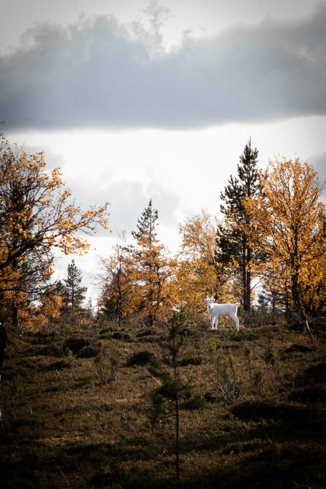 Renne en Laponie finlandaise