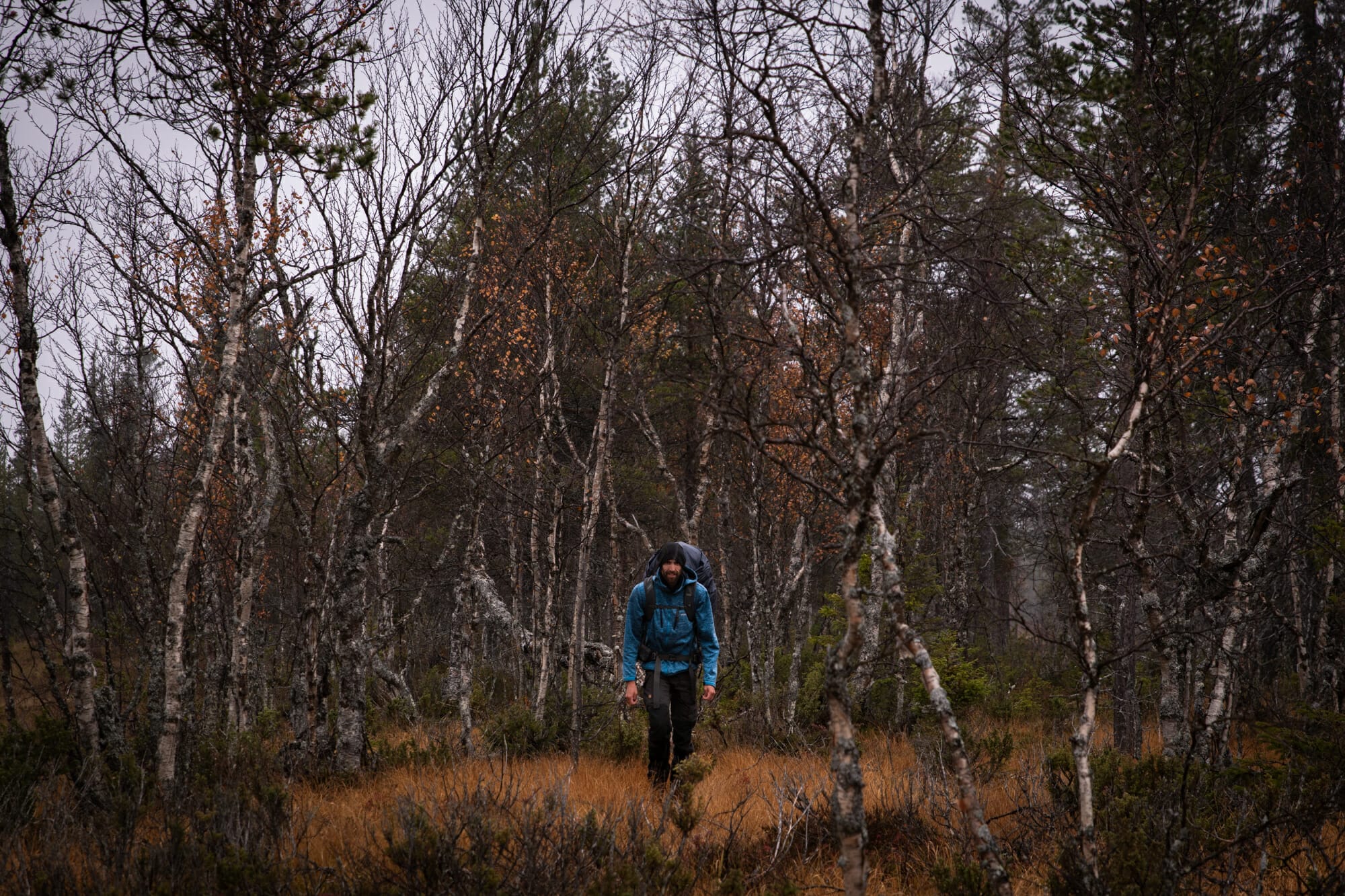 Marcheur dans les bouleaux en Laponie finlandaise