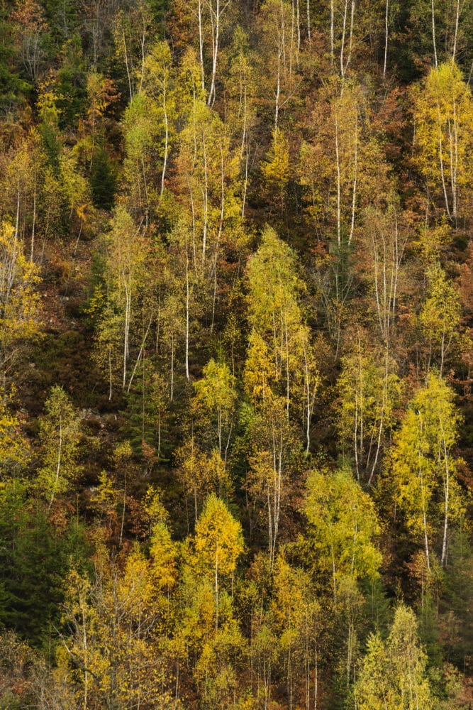 Arbres d'automne en Ardenne