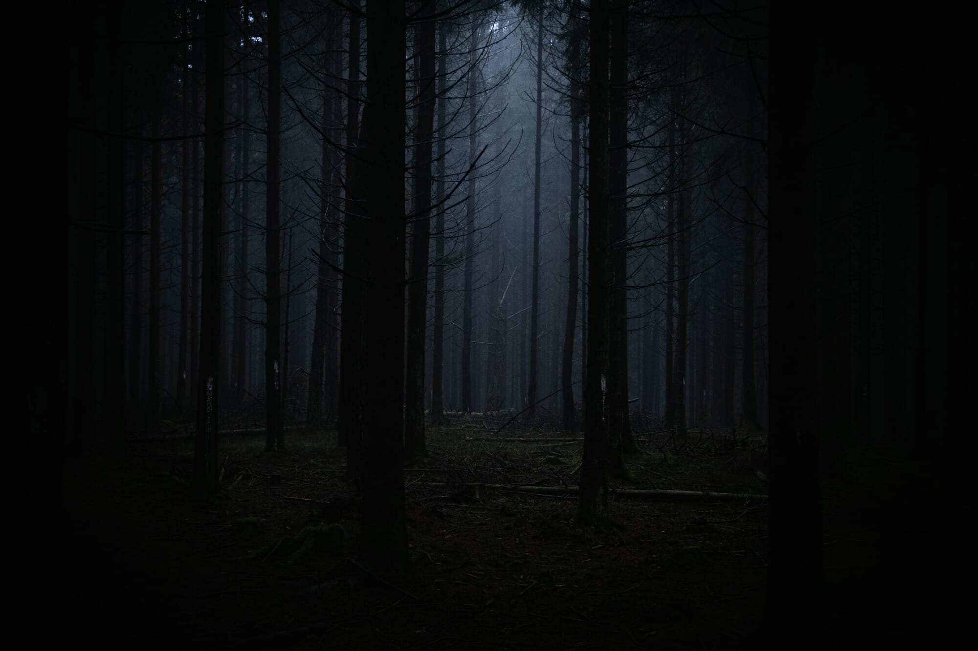 Dans les sombres forêts d'Ardenne