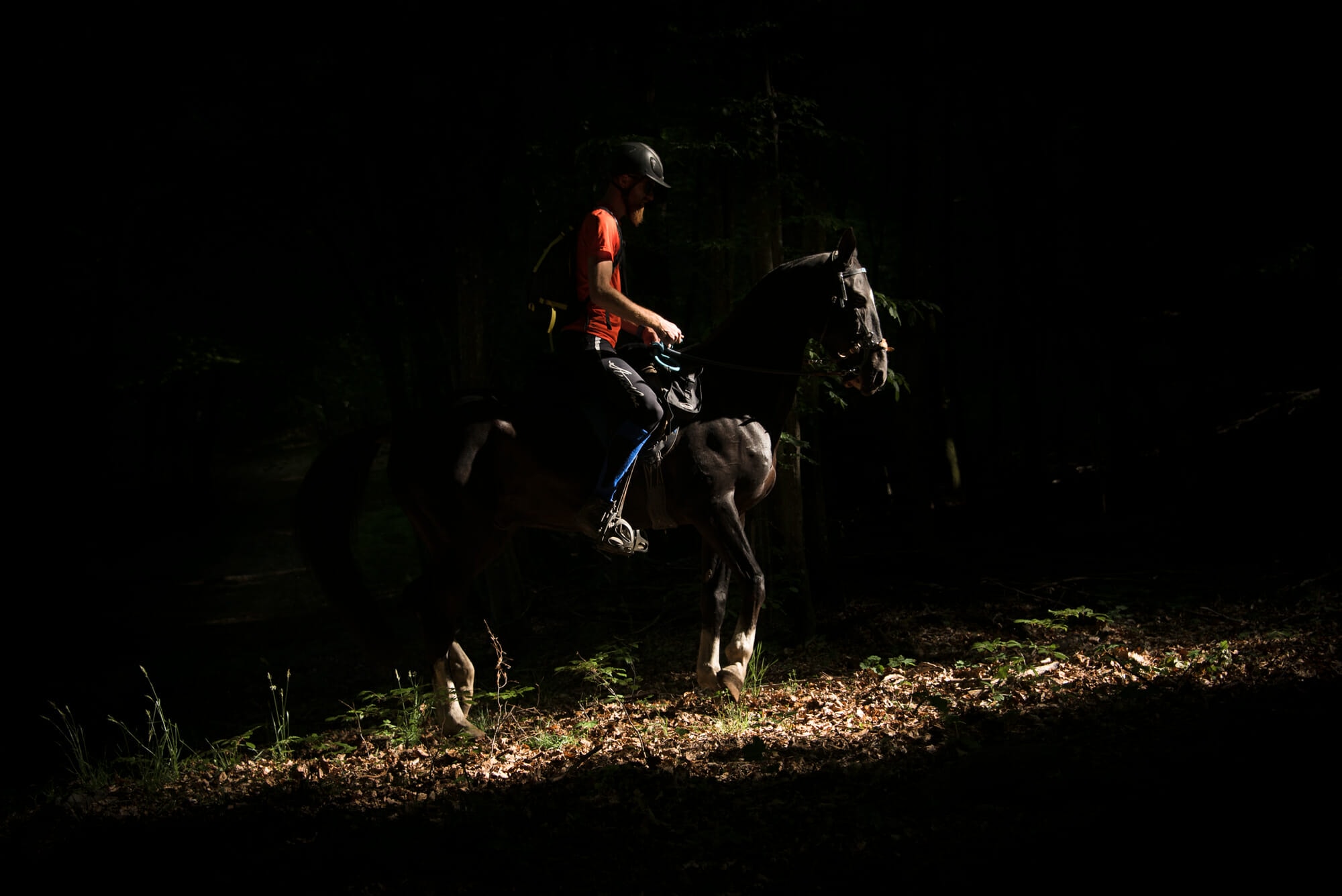 Akhal Teke en Ardenne
