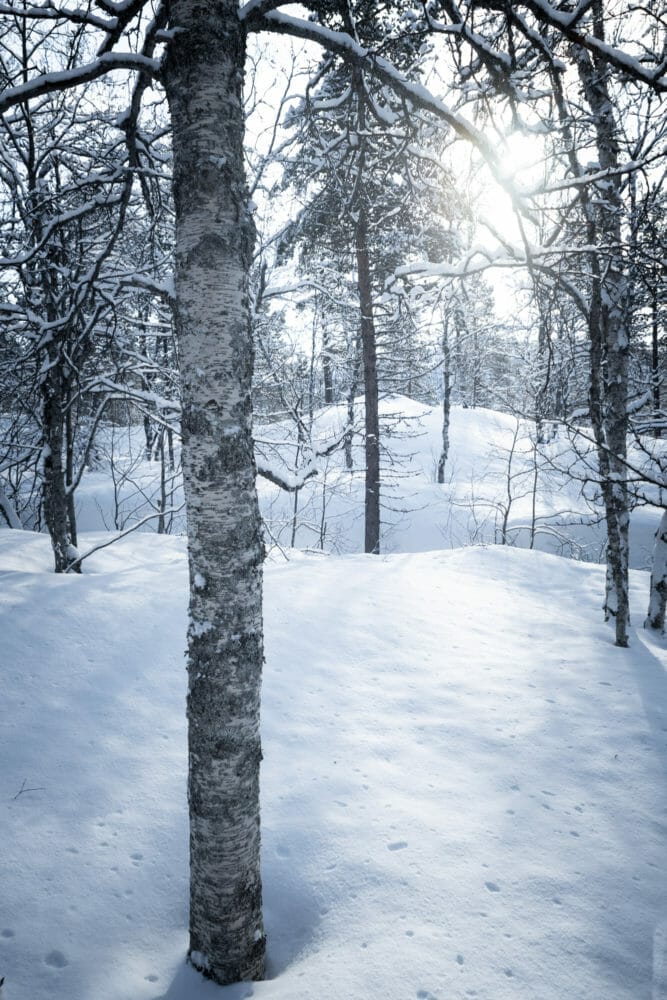 Forêt en norvège du Nord