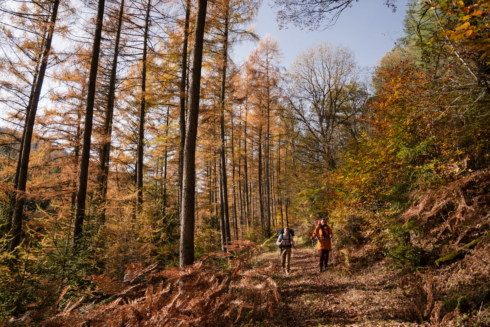 forêt dans la vallée de la Semois
