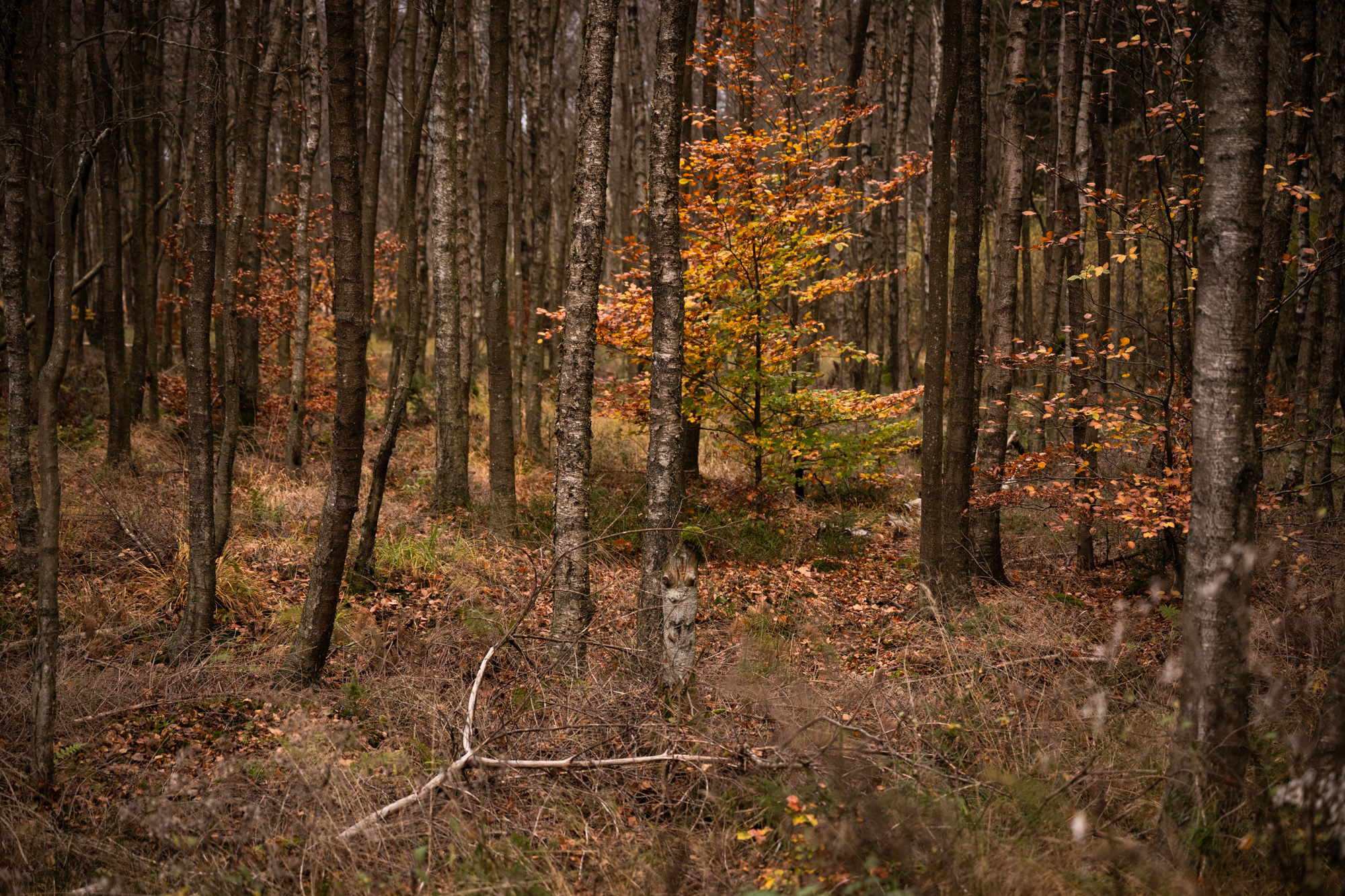 Randonnée du rocher du Bieley