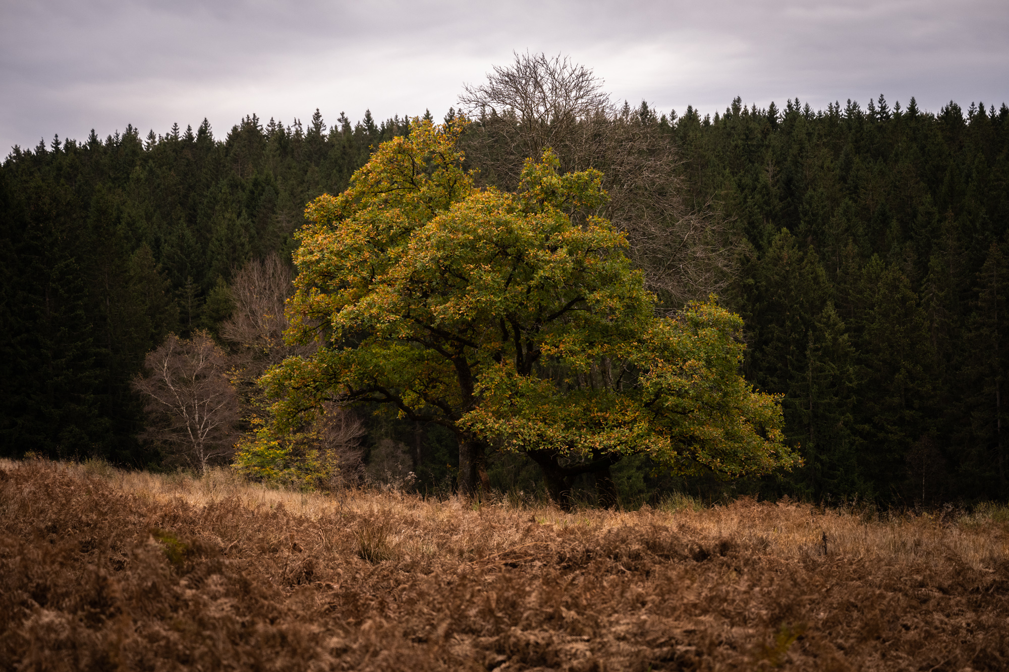 Randonnée du rocher du Bieley
