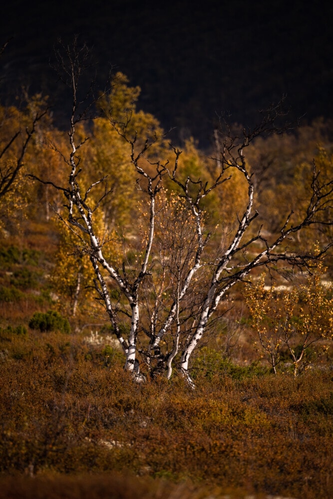 Bouleau dans le parc du Dovrefjell