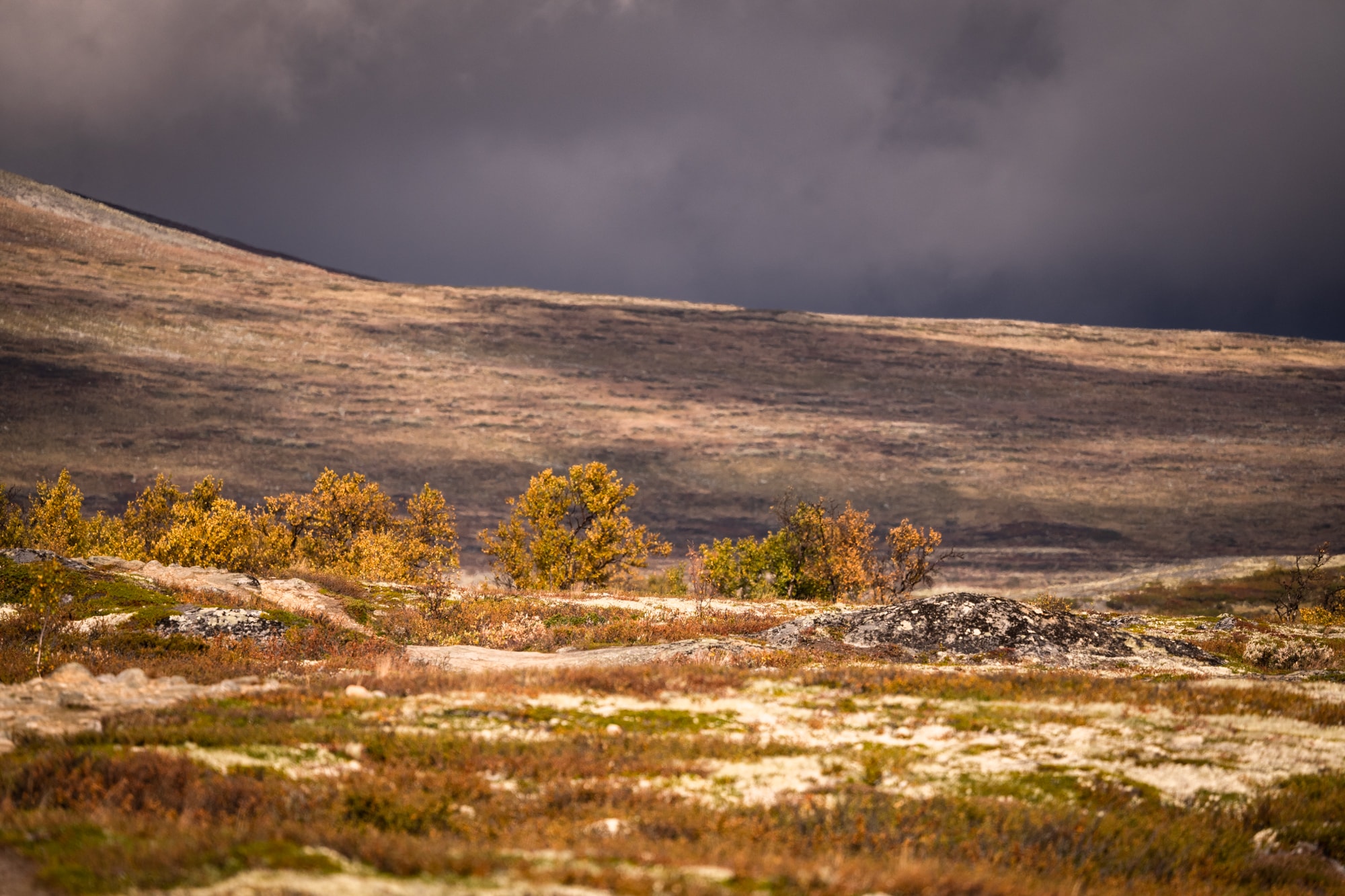 Parc national du Dovrefjell