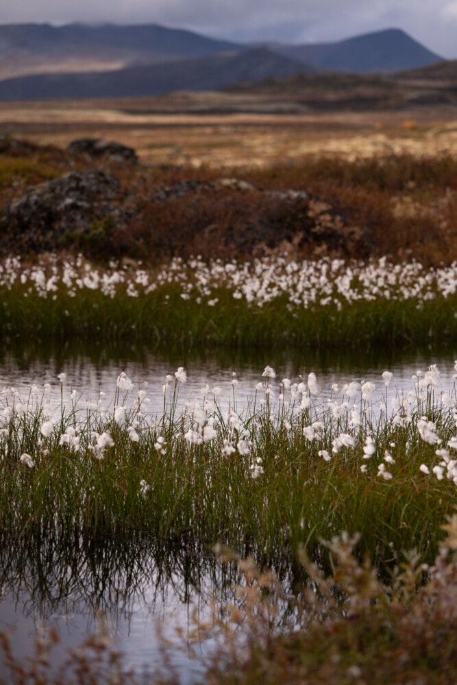Parc national du Dovrefjell