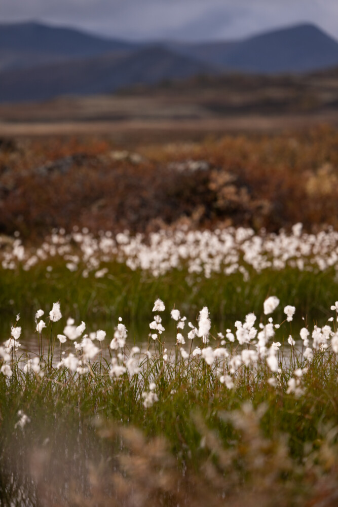 Dovrefjell