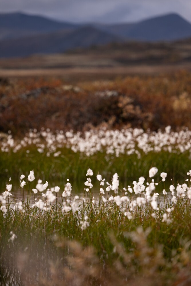 Dovrefjell