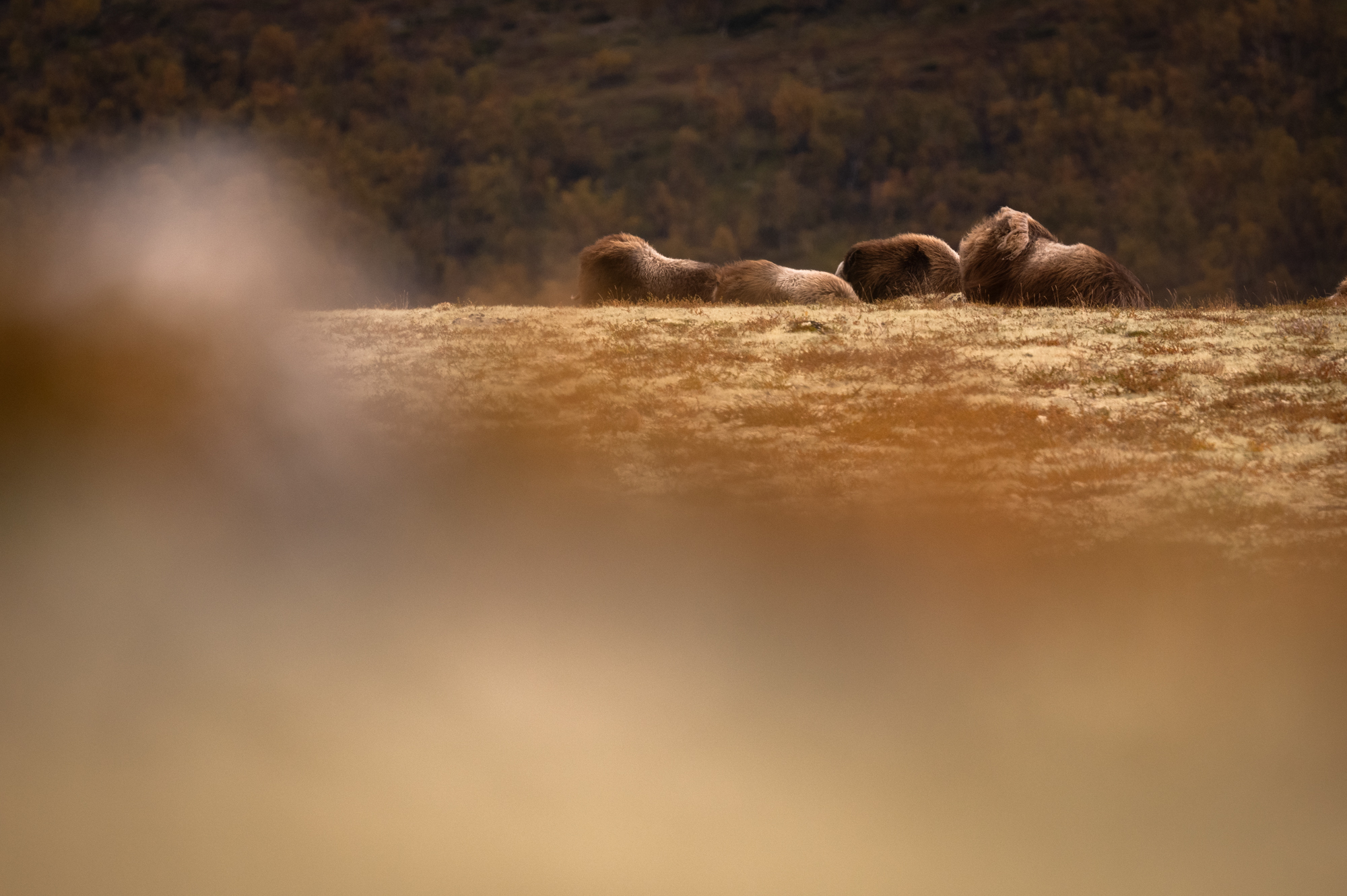 Boeufs musqués en Norvège dans le Dovrefjell