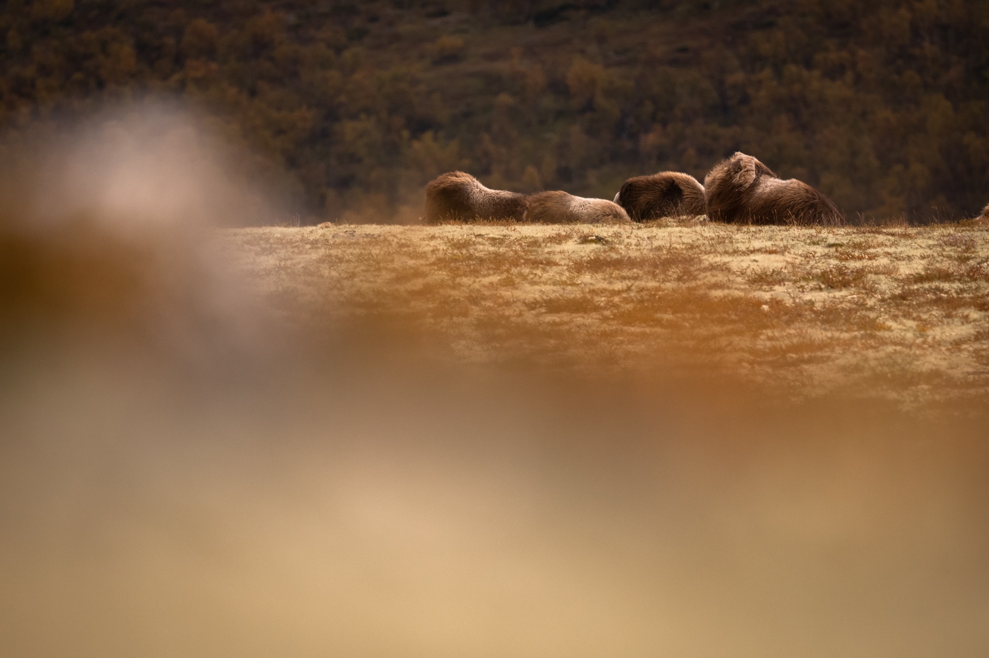 Boeufs musqués en Norvège dans le Dovrefjell