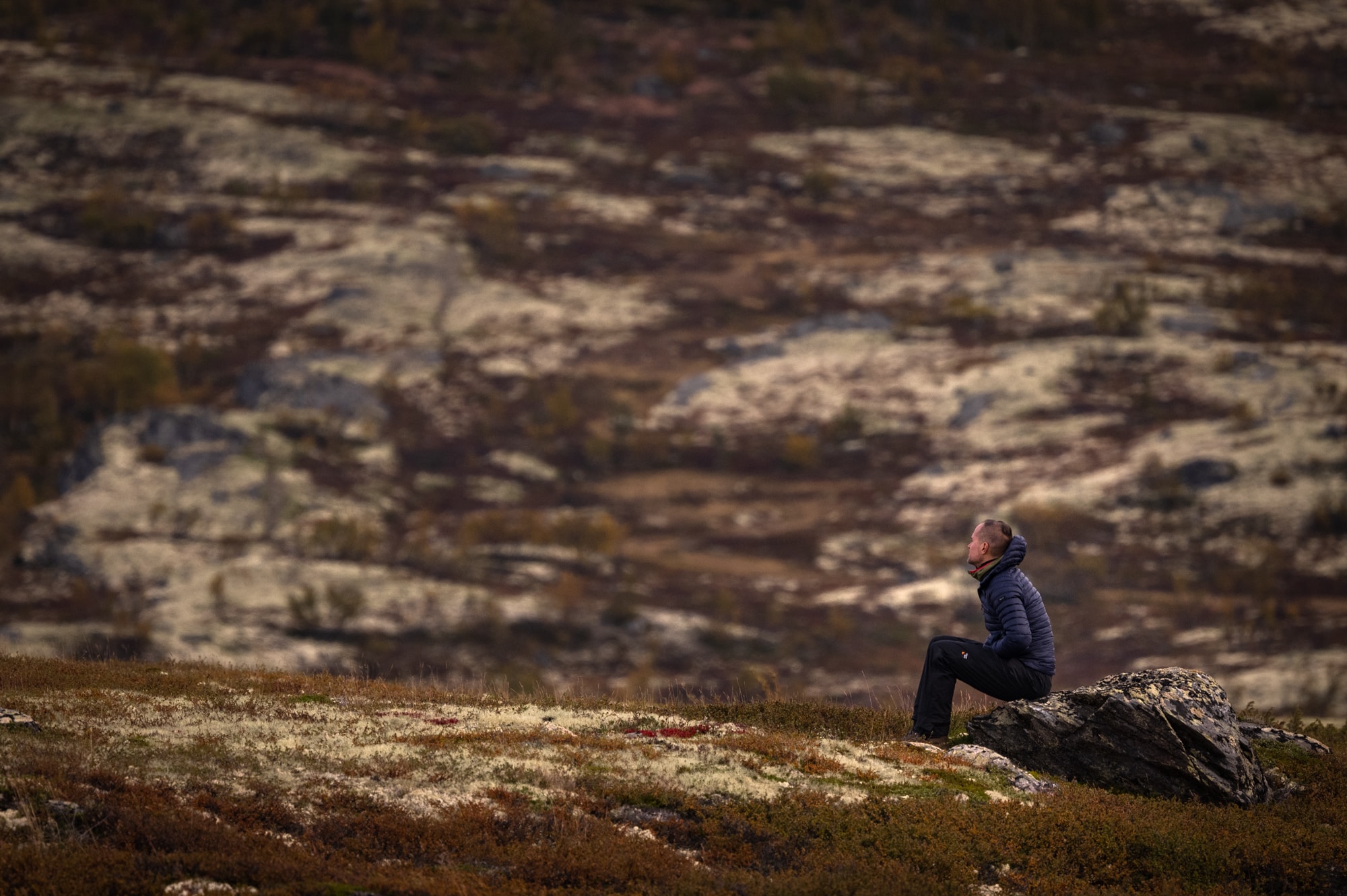 Homme observant les boeufs musqués en Norvège