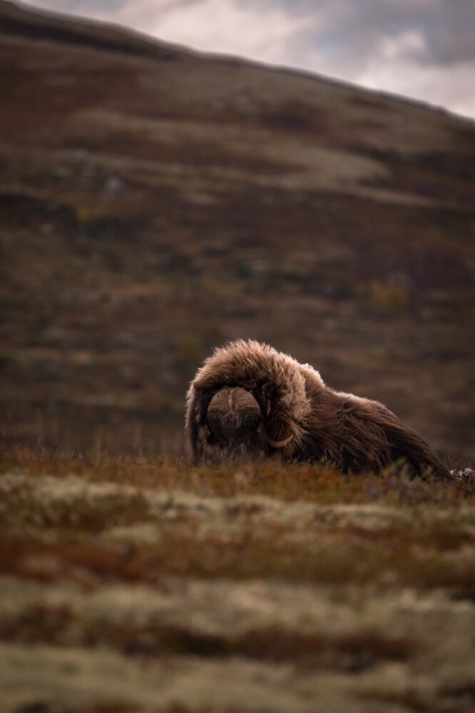 Boeufs musqués en Norvège
