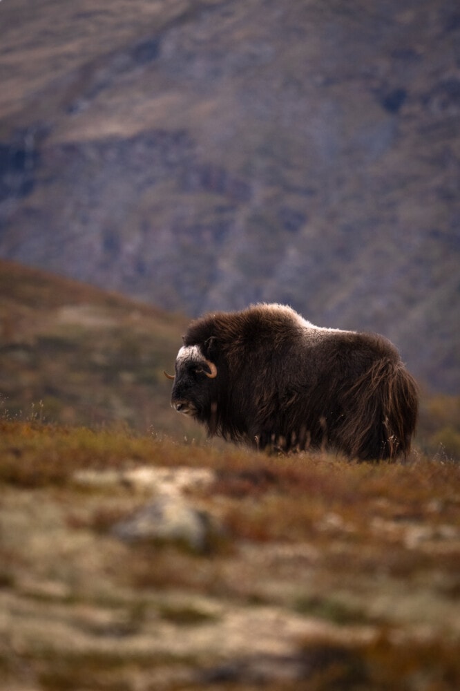 Boeufs musqués en Norvège