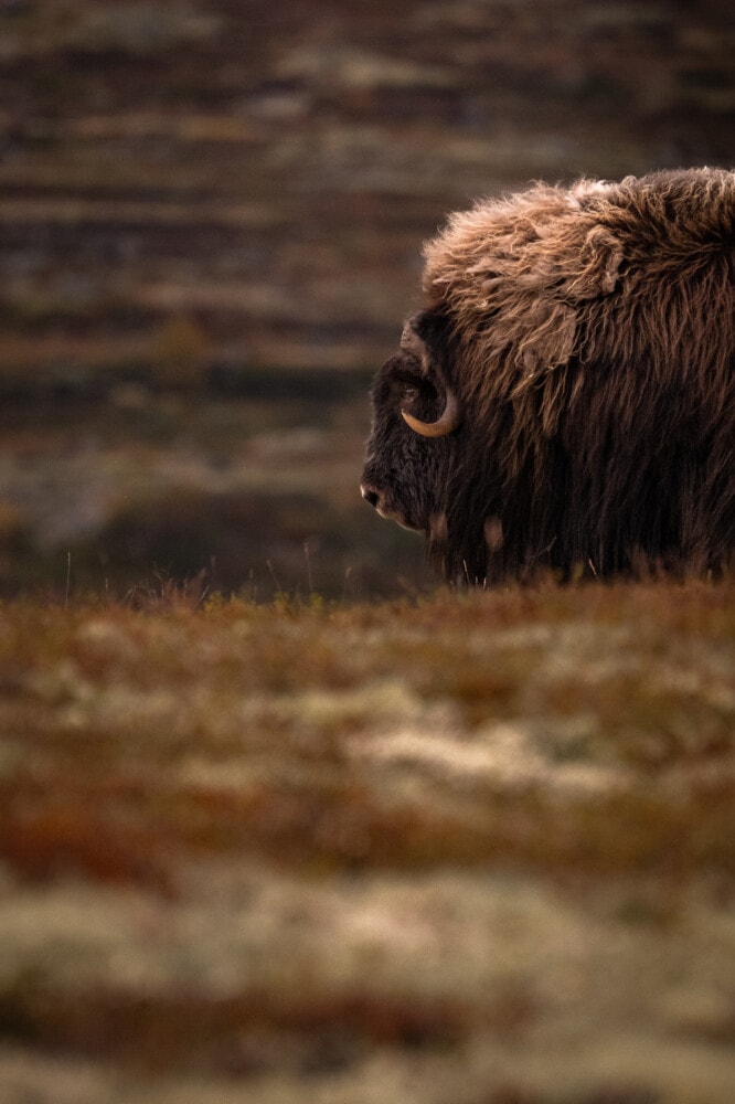 Boeufs musqués en Norvège