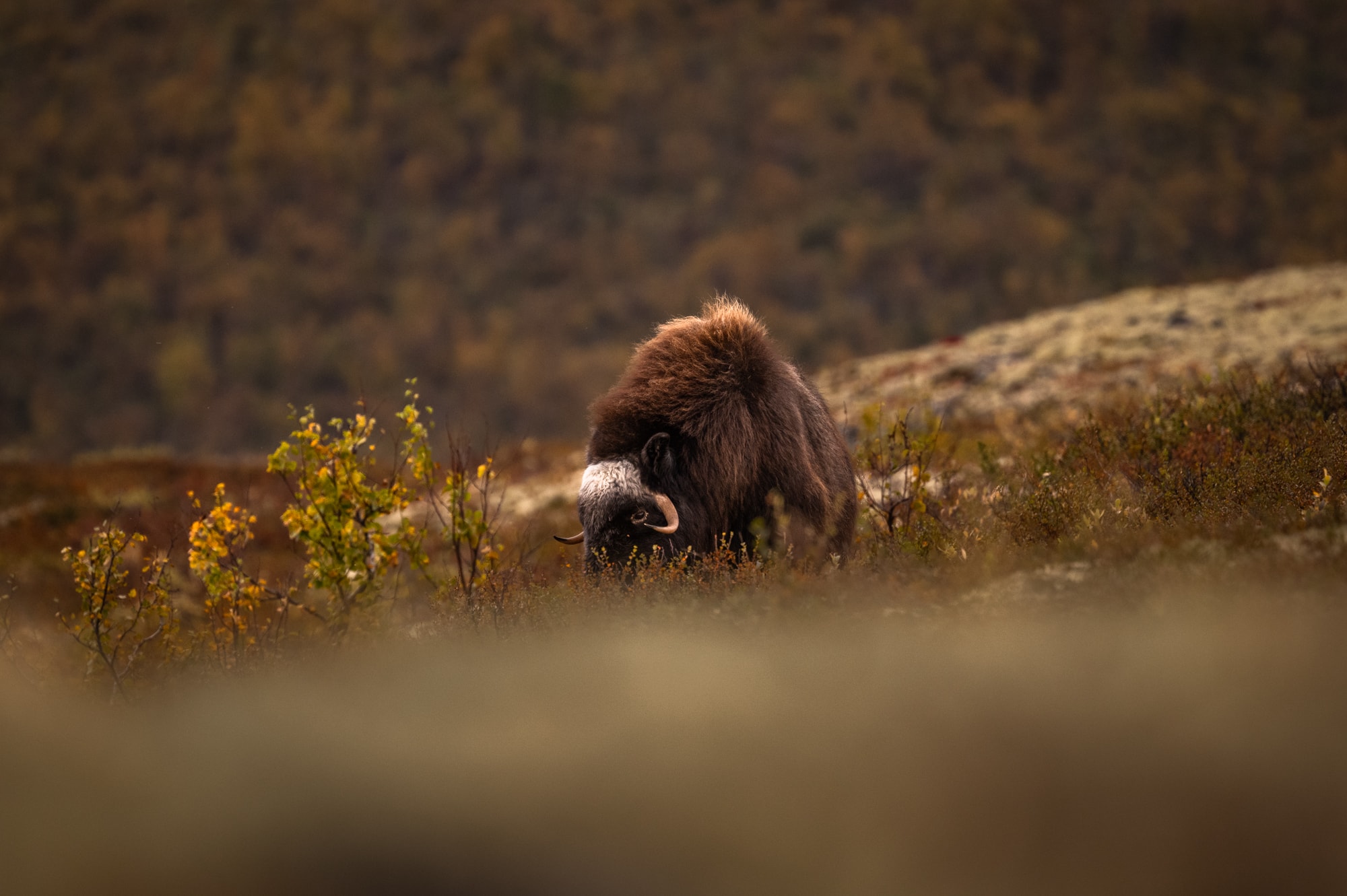 Boeufs musqués en Norvège