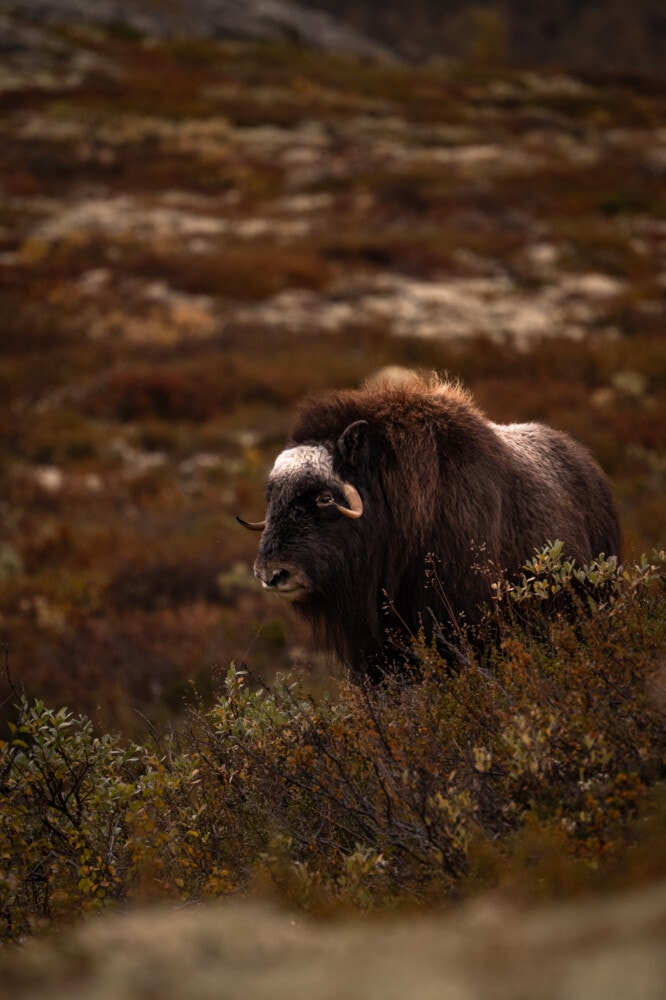 Boeufs musqués en Norvège