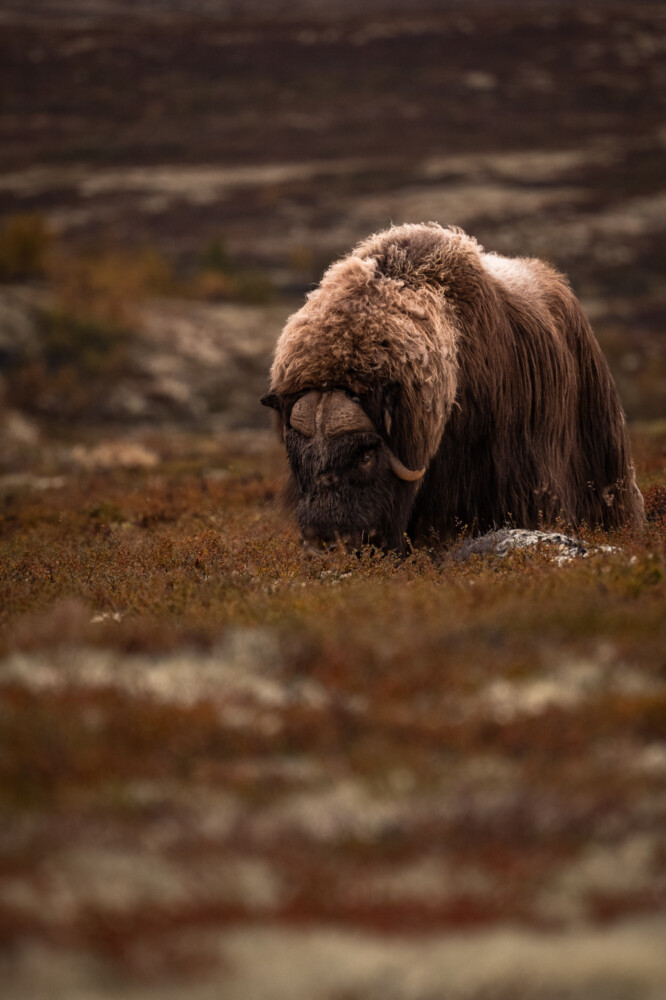 Boeufs musqués en Norvège