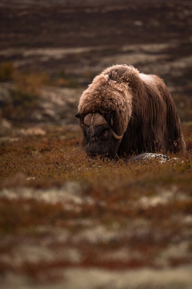 Boeufs musqués en Norvège
