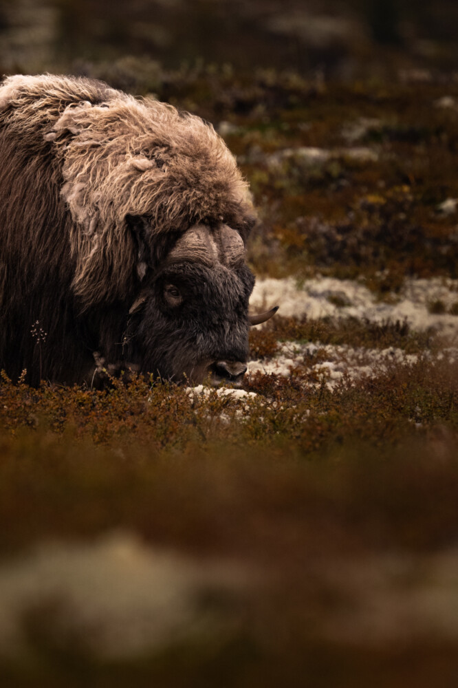 Boeuf musqué dans le Parc national du Dovrefjell