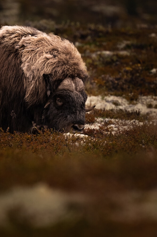 Boeuf musqué dans le Parc national du Dovrefjell