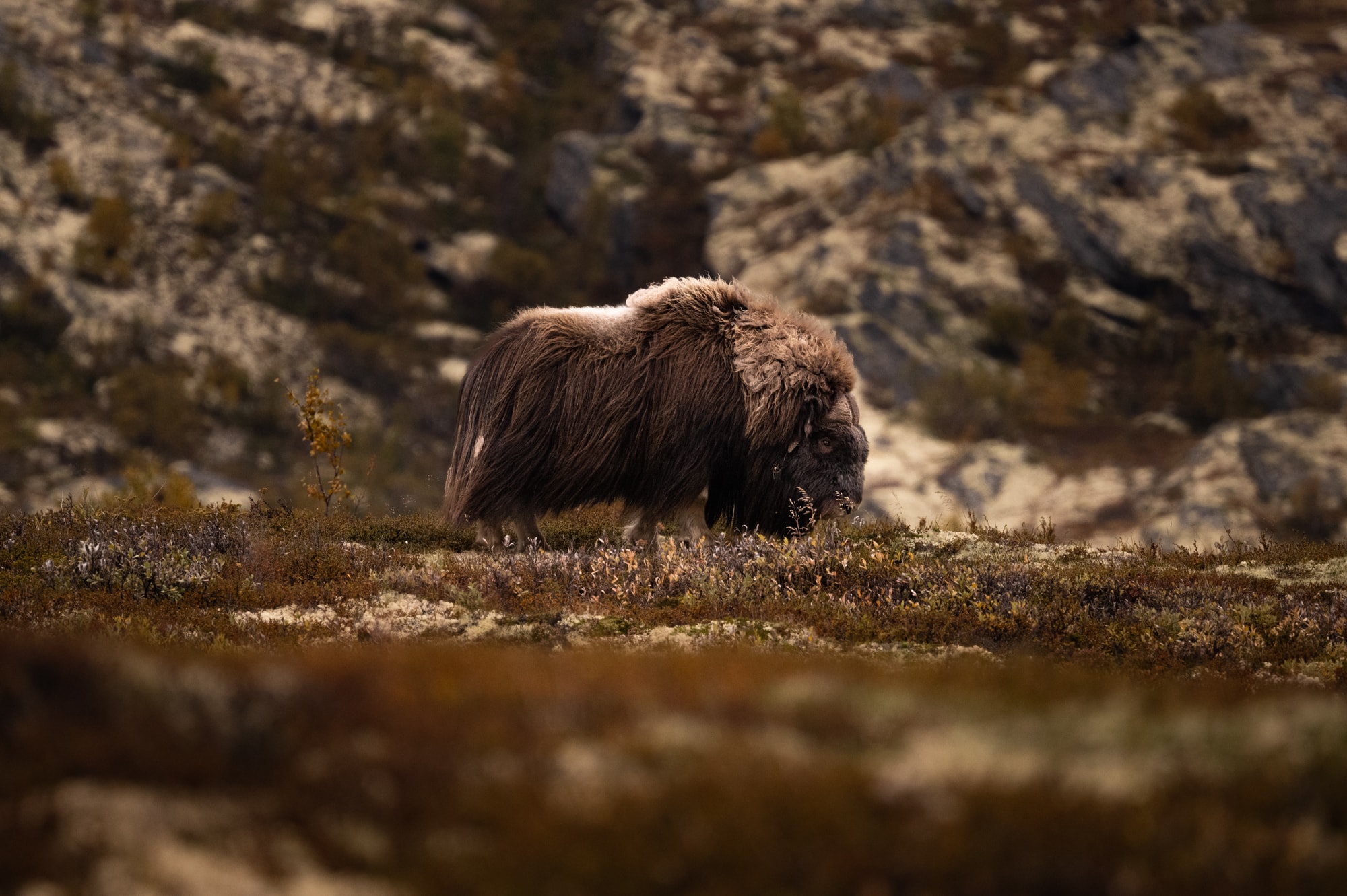 Boeufs musqués en Norvège